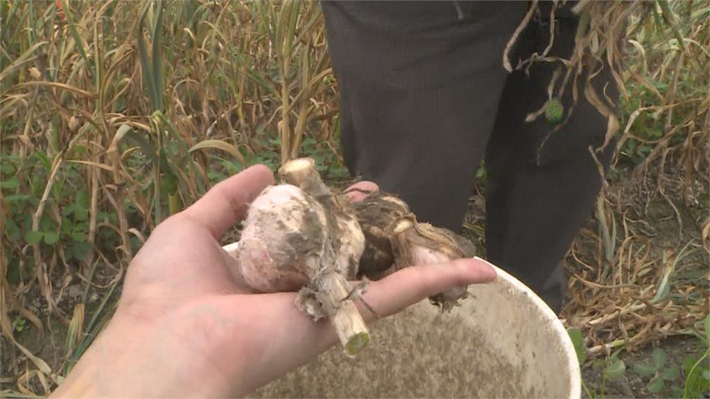 台男與失聯移工「跨國偷蒜集團」　閃電採收！住處查獲3公噸蒜頭