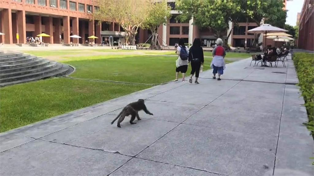 鏡頭全都錄！飲料被獼猴叼走開喝　中山大學學生反應卻超淡定