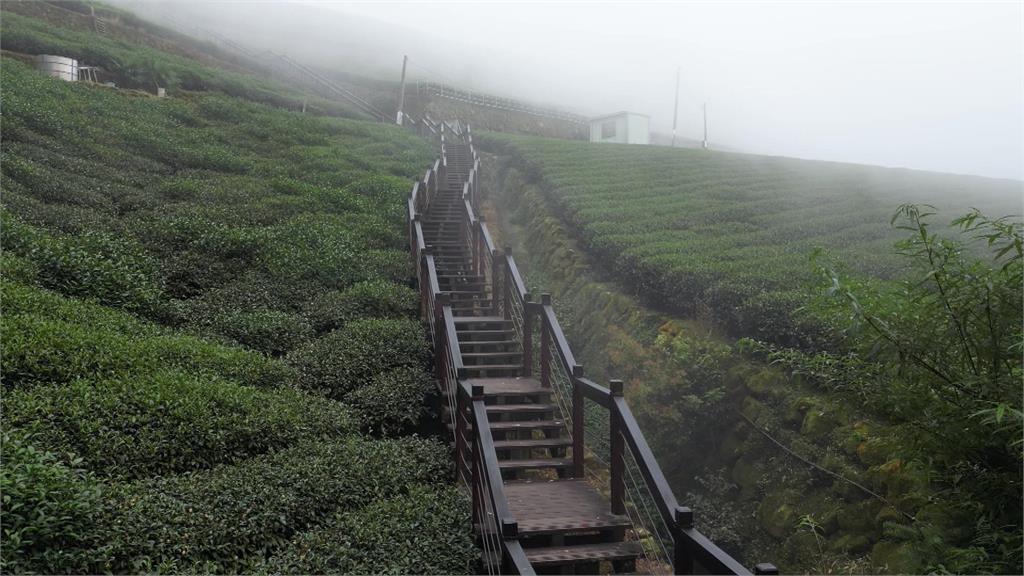 嘉義覓茶香 旅遊步道群新魅力