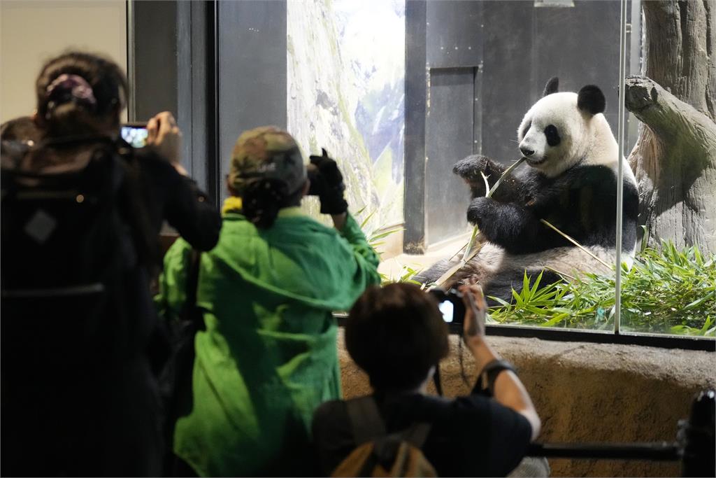 高齡+健康惡化　上野動物園人氣明星「力力」、「真真」搭機返中國　粉絲淚別