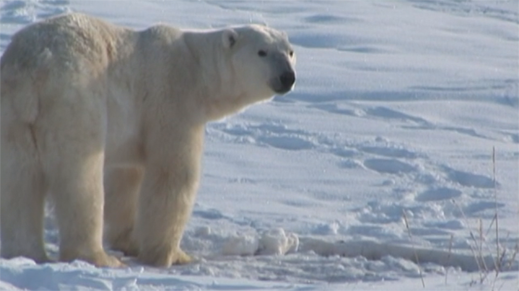 暖化北極海冰消失 北極熊恐在80年內滅絕