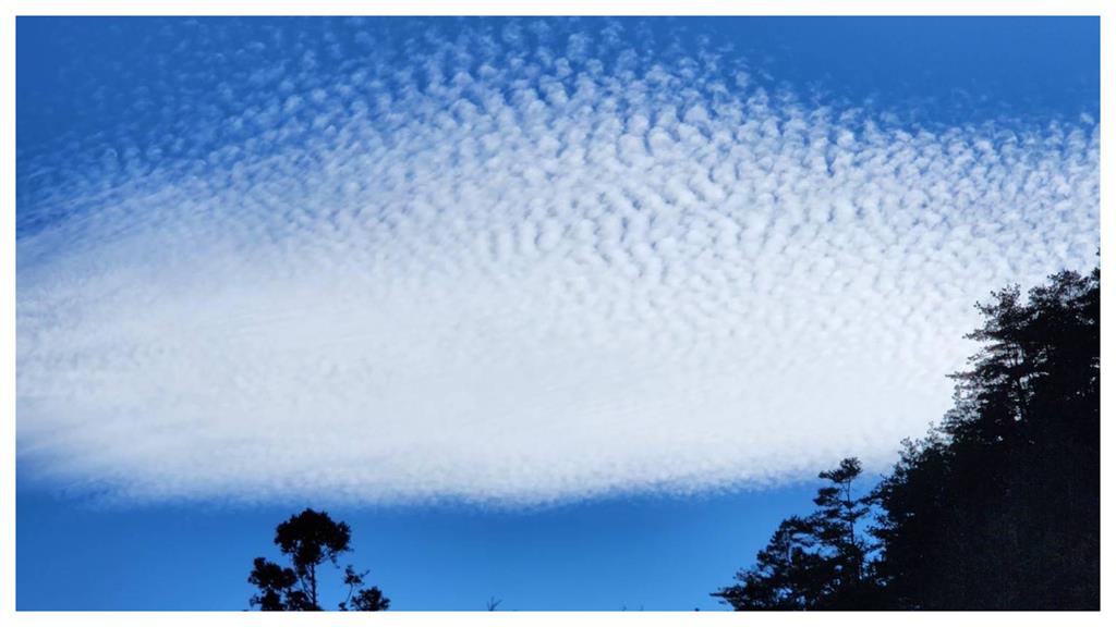 春節前好兆頭！罕見「魚鱗雲」現蹤武陵農場　絕美景色驚艷遊客