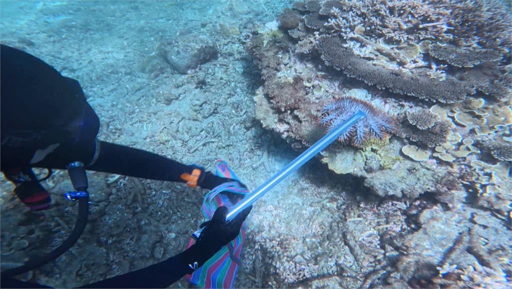 珊瑚殺手！澎湖七美海域「棘冠海星」大爆發　海保署啟動清除作業