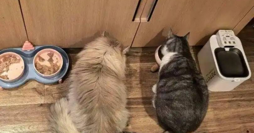 過年「寵物到府餵養」需求暴增　正妹兼職9天接100多單荷包賺飽