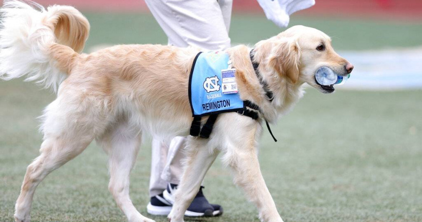 搭機遇醫療警示犬「不停抓抓」　正妹就醫檢查結果嚇傻