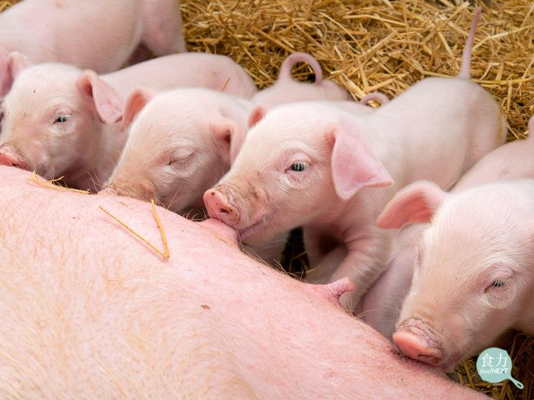 不用再擔心小豬被壓傷！母豬AI生育技術　增加配種率與仔豬存活率