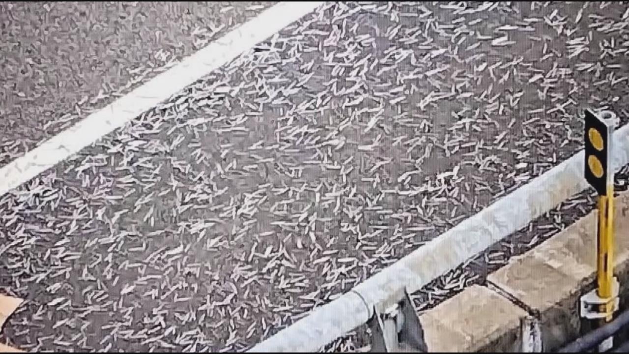 賠慘了！貨物未捆牢貨車國道撒釘滿地　至少6車輪胎遭釘子刺破