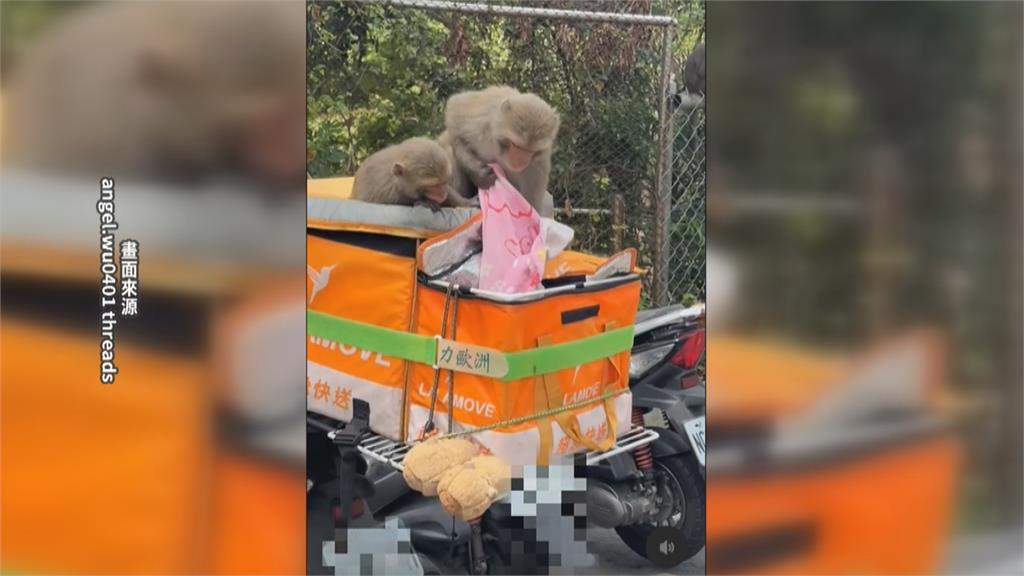 猴厲害！壽山獼猴群洗劫機車　外地遊客目擊敏捷行動全驚呆