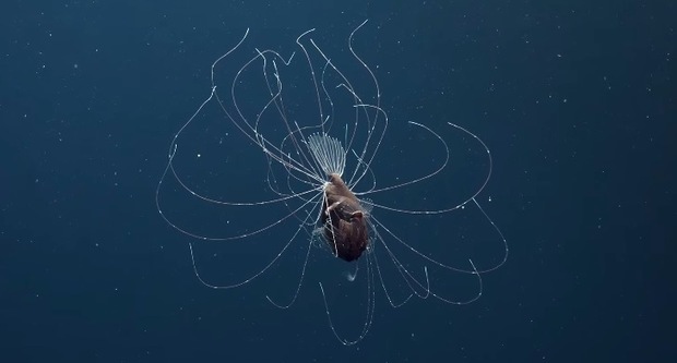 極罕見深海鮟鱇魚「融合交配」！交配就會成為對方身體一部分，你願意交配嗎？｜寵物愛很大