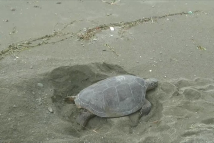 颱風害的？！ 蘭嶼綠蠵龜大白天登岸產卵