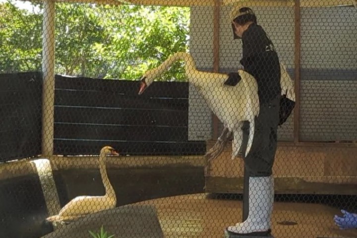 快新聞／開門放鳥！日本1公園6天鵝「隔離期滿解封」　被放回大湖中游泳