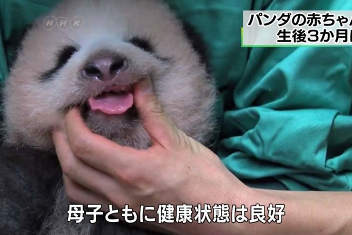 東京上野動物園 小貓熊滿3個月超Ｑ