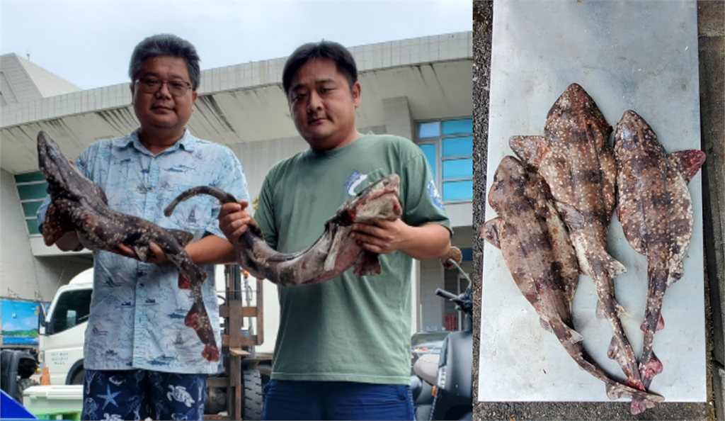 消失60年！恆春漁民捕獲神祕怪魚　疑是傳說級稀有「絨毛鯊」
