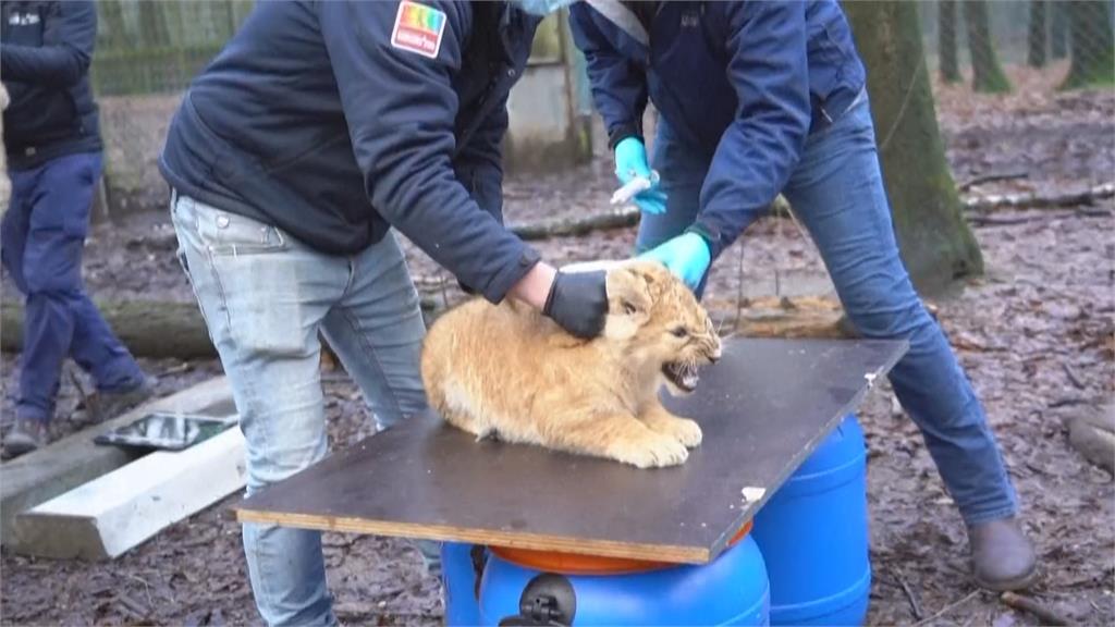 荷蘭為小獅寶寶注射貓流感疫苗  齜牙咧嘴