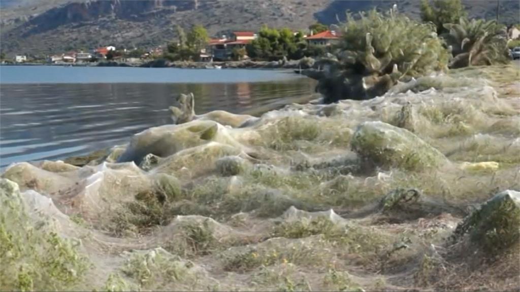 蜘蛛精出沒？希臘蜘蛛絲蔓延海岸3百公尺