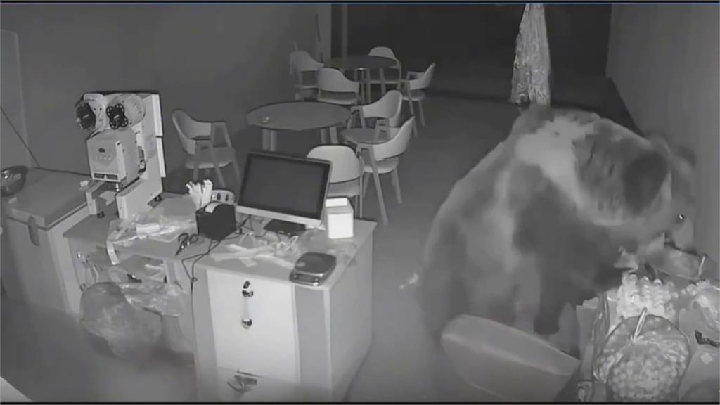 西藏「熊出沒」！　三隻熊闖入奶茶店大快朵頤還叼走整桶油