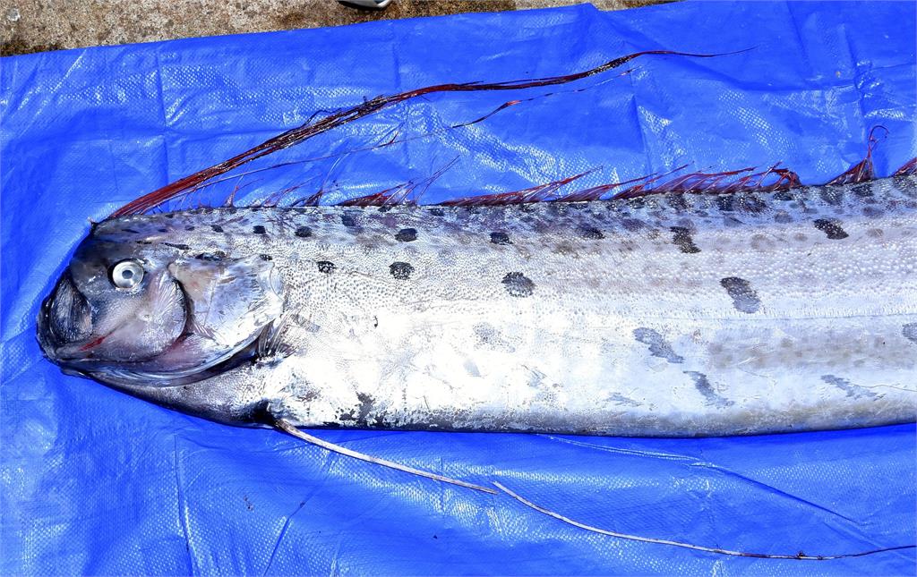 智利6.1強震前兆？漁民捕獲5公尺超大「地震魚」：傳說是真的