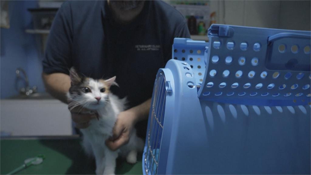 近萬隻貓咪病死　塞普勒斯批准「人類新冠藥物」治療病貓