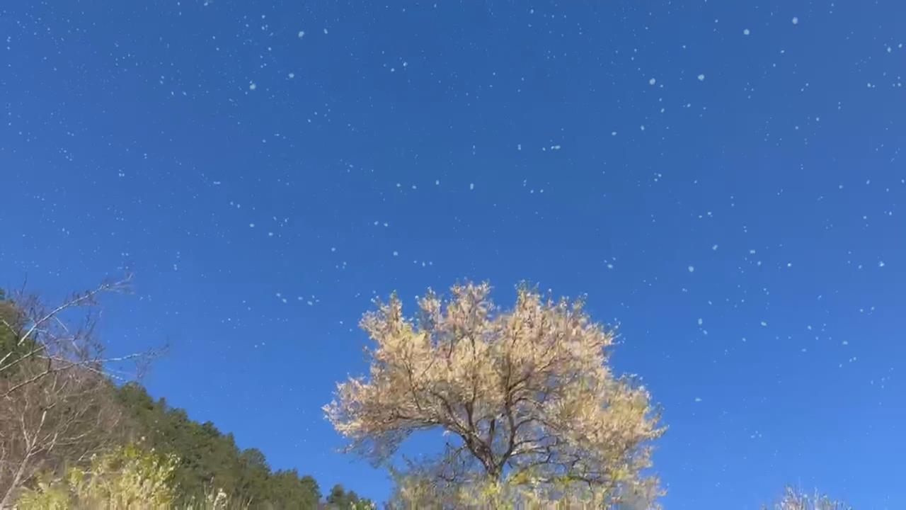 冰雪世界！武陵農場降到零下　藤花園冰柱現罕見「冰晶簾幕」