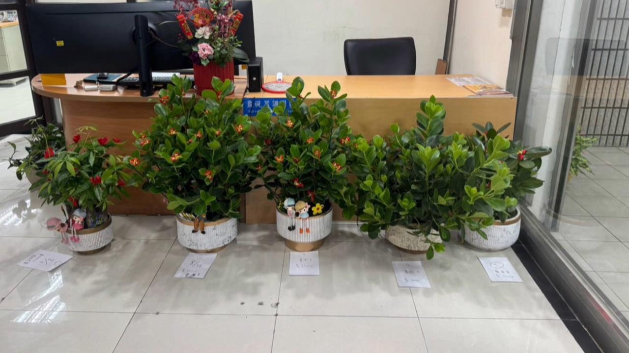 萬華婦６年多偷逾１０盆栽　中正區花店忍無可忍氣到報警