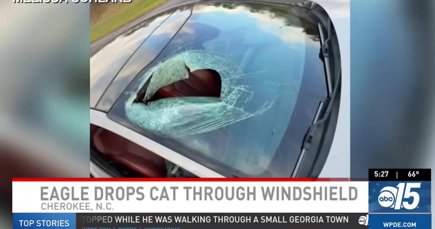 她開車遇天降貓屍！白頭鷹鬆爪一擊　砸爛車窗還灑滿血肉