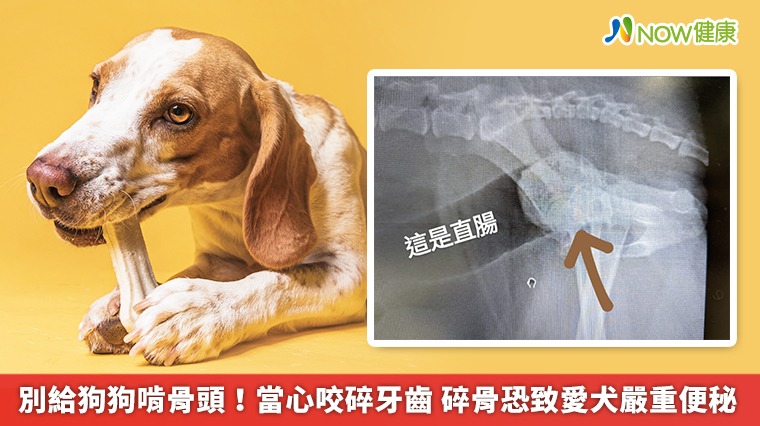別給狗狗啃骨頭！當心咬碎牙齒　碎骨恐致愛犬嚴重便秘 