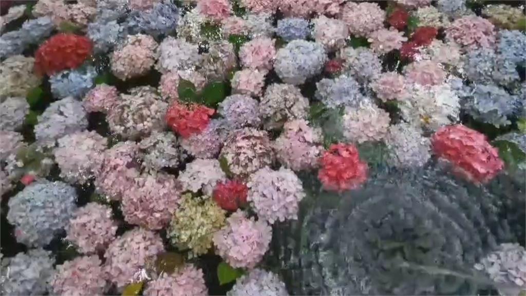 殘花打造「水上繡球花」  武陵農場唯美浪漫媲美日本「花手水」