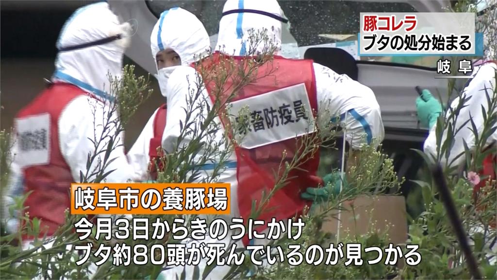 相隔26年！日本歧阜爆豬瘟疫情