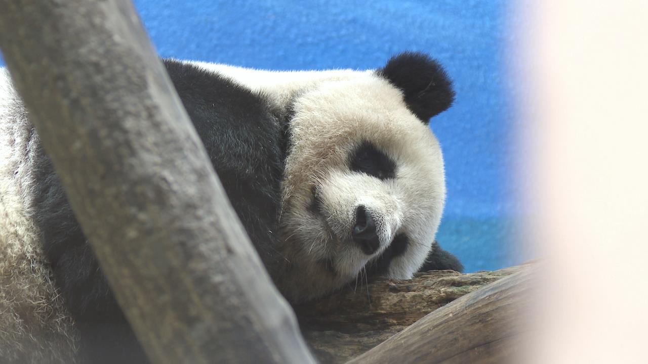 愛動物的看過來！　超萌「動物認養卡」　享１年５次免費入園超划算