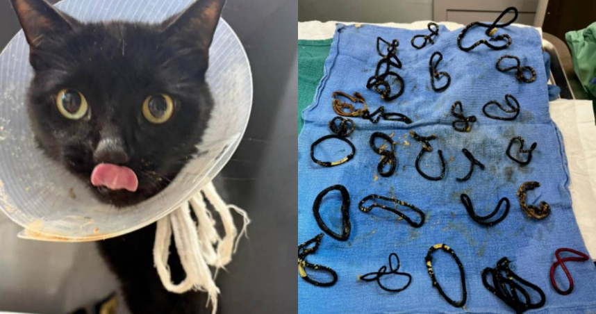 差點被安樂死！　6歲黑貓「肚裡藏26條髮圈」嚇壞獸醫