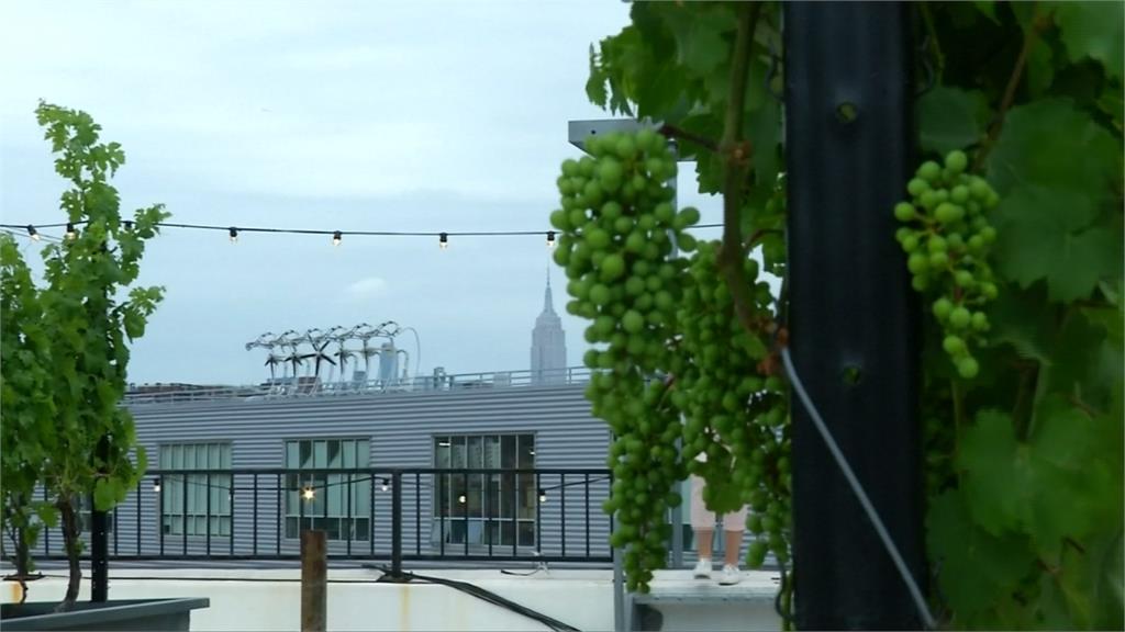 紐約高樓蓋葡萄酒廠 民眾邊品酒邊欣賞美景