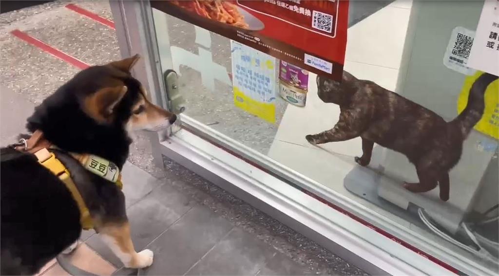 意外緣分？超商門貼「橘貓」　薩摩耶狂叫、柴犬緊盯不願回家