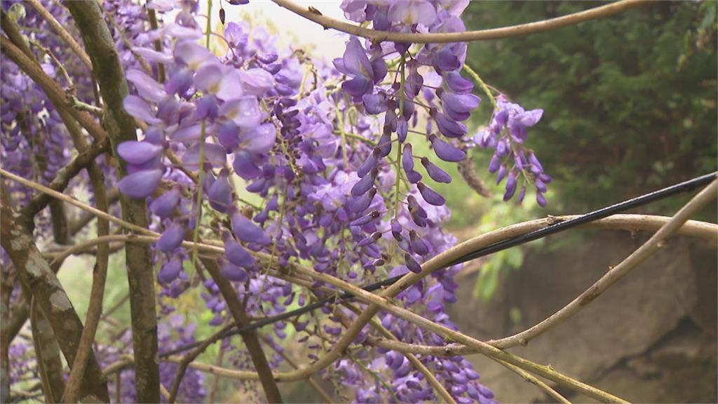 感受紫色山城浪漫！　瑞里紫藤花季仙氣滿滿吸遊客到訪