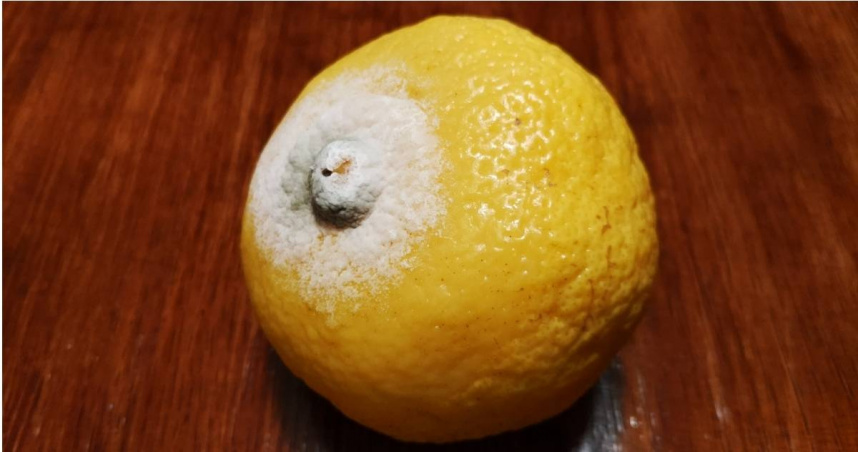 水果「削掉發霉處」還能吃？美女營養師揭菌絲早滲透整顆：省小錢賠健康