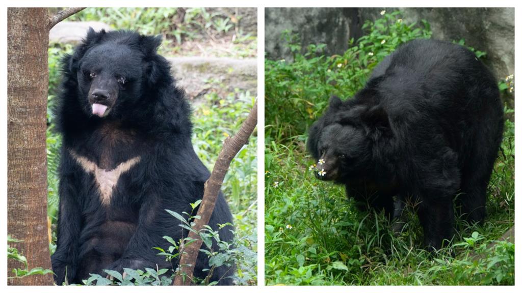 不痛了！北市動物園34歲「小熊」爺爺辭世　保育員相伴病床「一生回顧」　