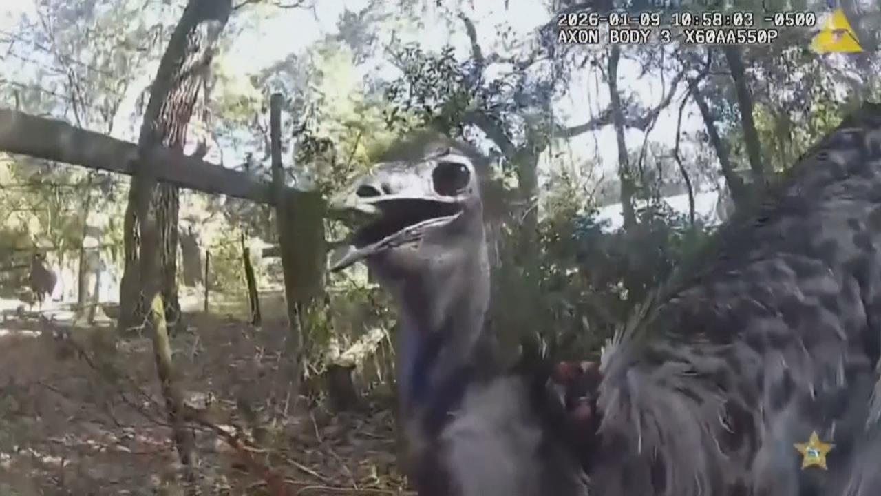 佛羅里達州鴯鶓出逃！　警察狂追45分鐘「雙腳上銬」