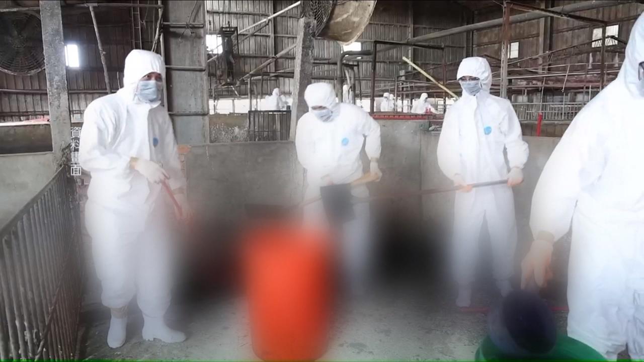 台中爆非洲豬瘟4官員遭彈劾　盧秀燕回應：尊重監察院