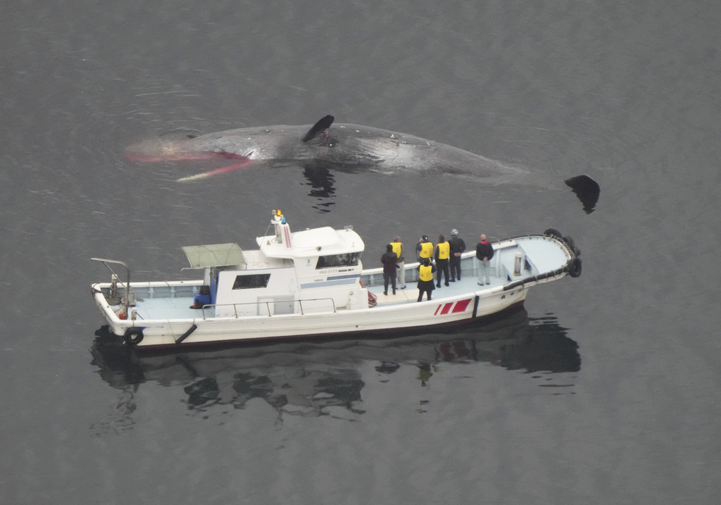 12公尺大鯨魚困大阪週遭水域 一動不動宣告死亡