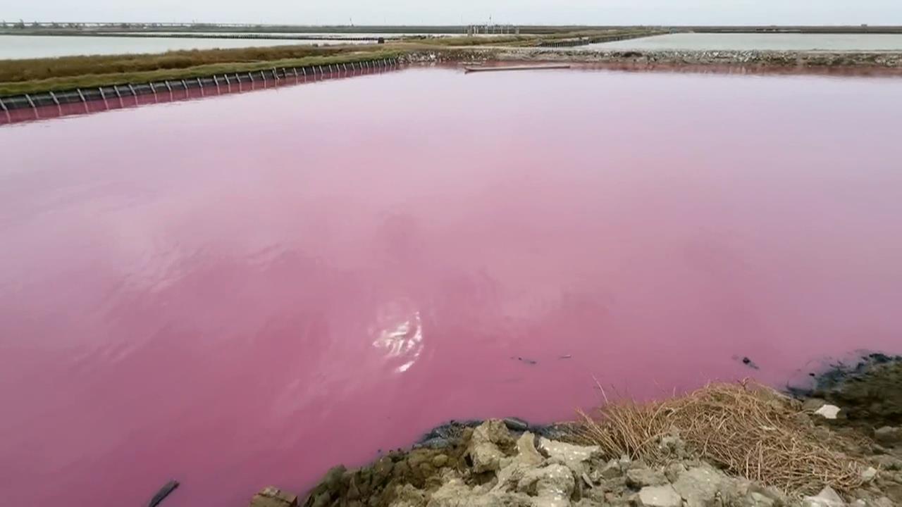 台南七股「粉紅魚塭」爆紅　「光合菌」改善水質和土壤