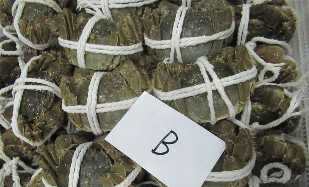 中國「大閘蟹」爆禁藥!今年叩關首批違規   食藥署擋下4千公斤