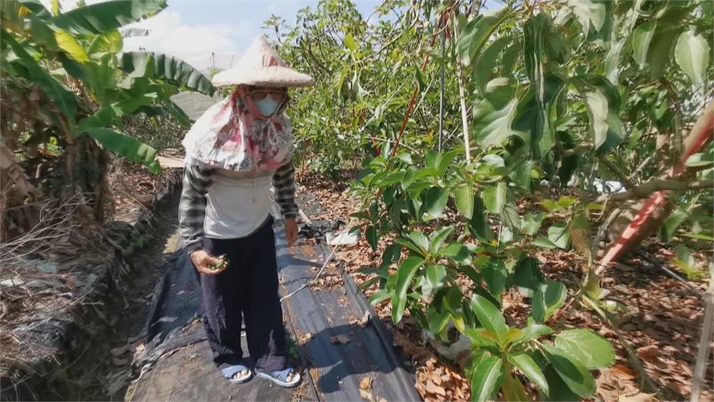 下冰雹又吹龍捲風　嘉義木瓜園樹全倒損失慘重