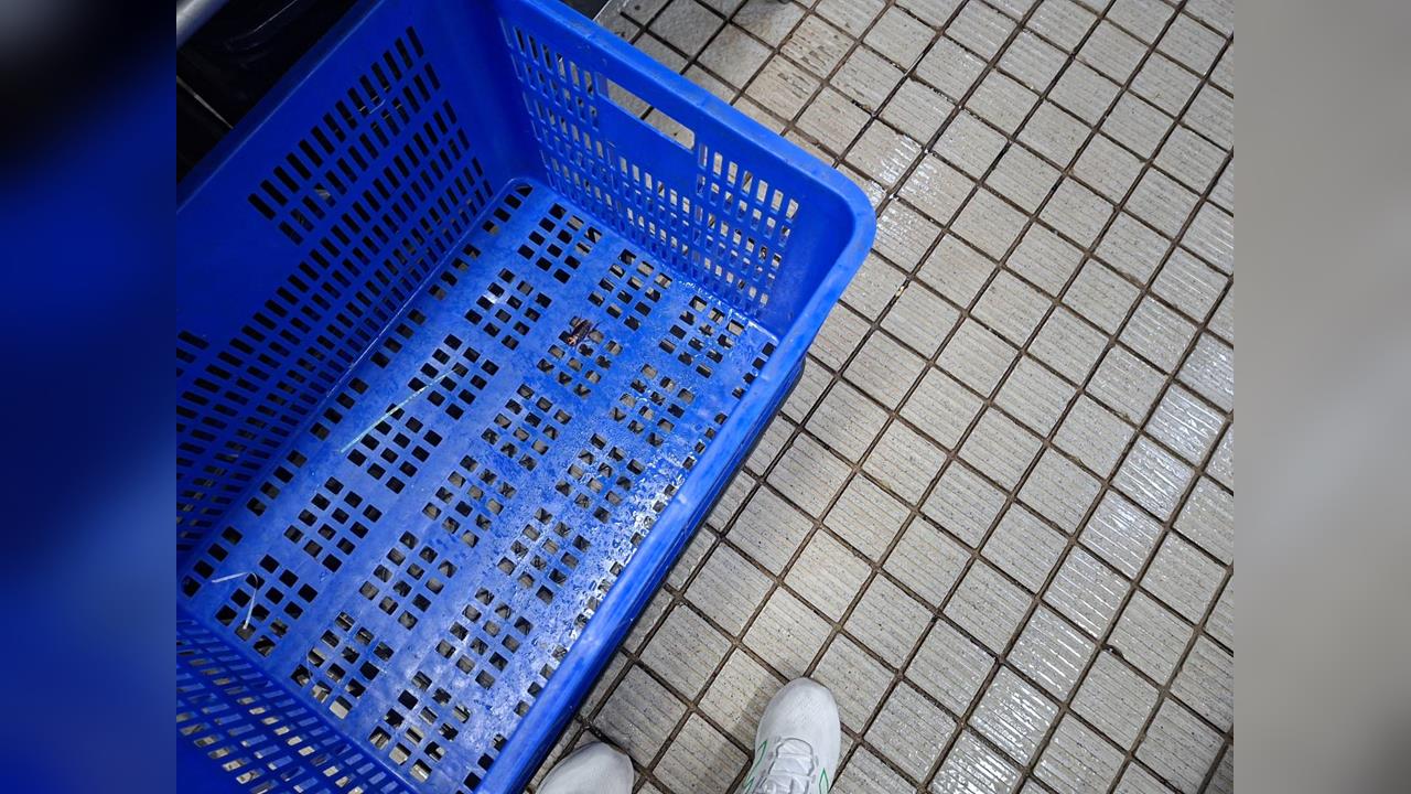 快新聞／大直典華遭鼠患！衛生局稽查「廚房有老鼠痕跡」限期改善