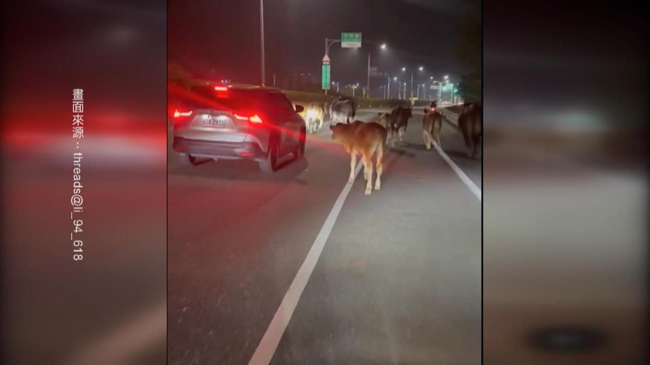 潮州奔牛節? 整群牛牛路上狂奔 警找到飼主要開罰