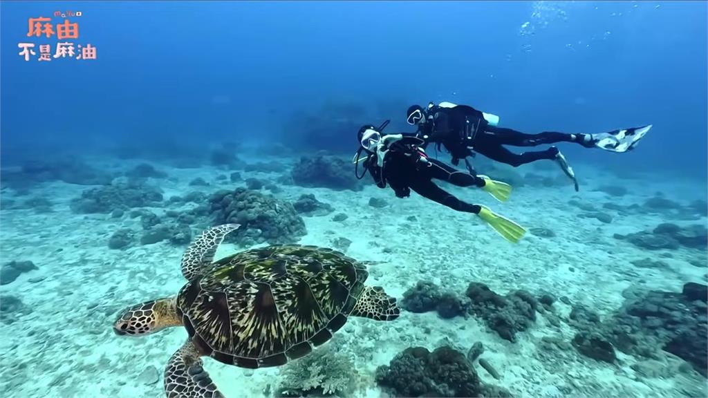 到離島打工換宿！櫻花妹「潛進綠島」　見海龜放送愛心讚：大自然的力量