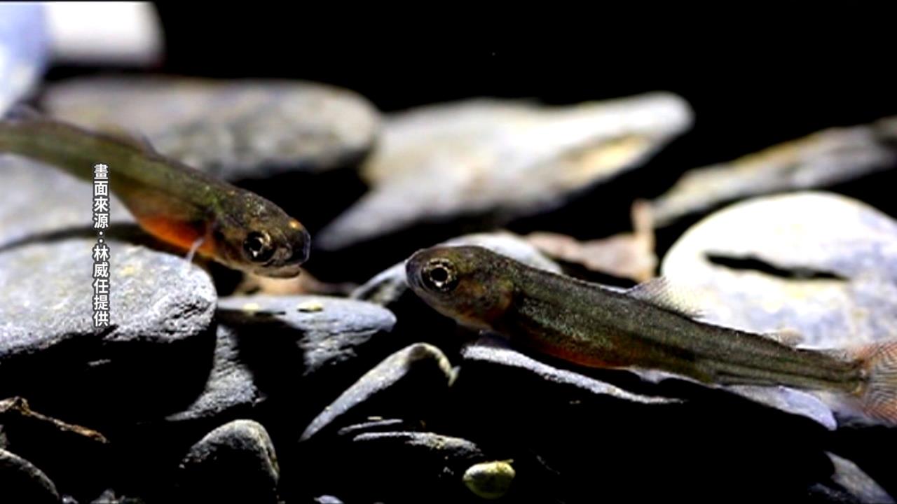 復育有成！ 七家灣溪意外拍到＂櫻花鉤吻鮭寶寶＂現蹤