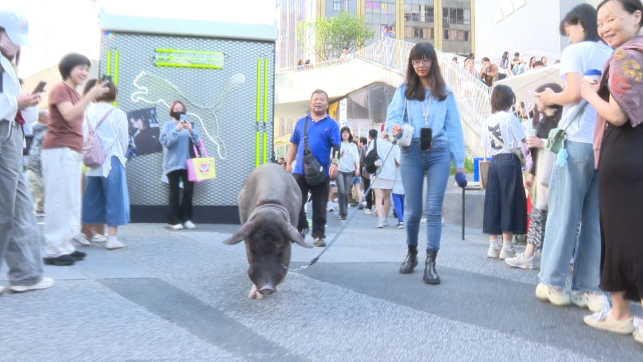 萌翻! 北市街頭驚見"街頭遛豬" 獨家直擊"豬豬蹭冷氣"