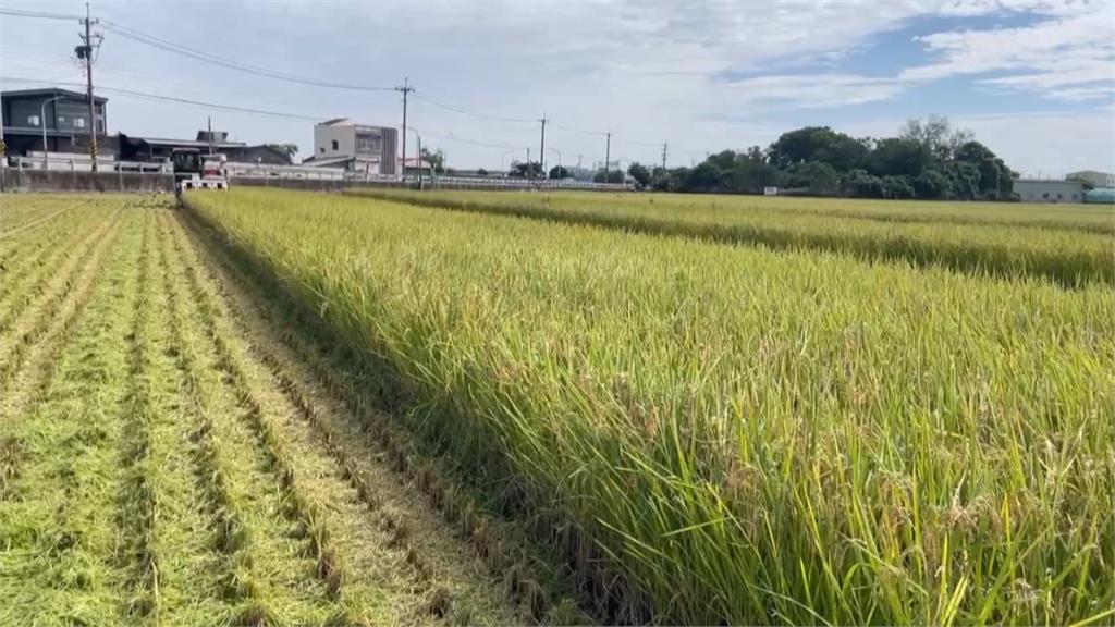 雲林一期稻作價格創新高　農會籲勿搶割品質不佳恐遭拒收