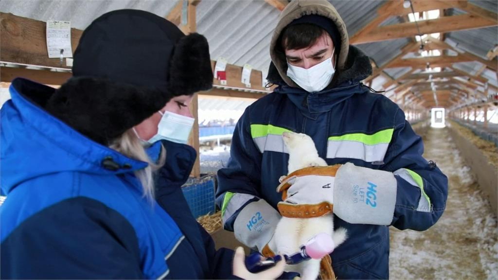 俄註冊全球首款動物武肺疫苗 最快4月生產