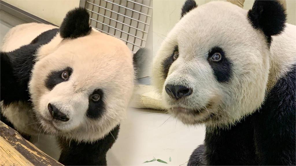 再見團團！動物園明星聲勢14年不墜　曾創一年吸360萬人入園看牠