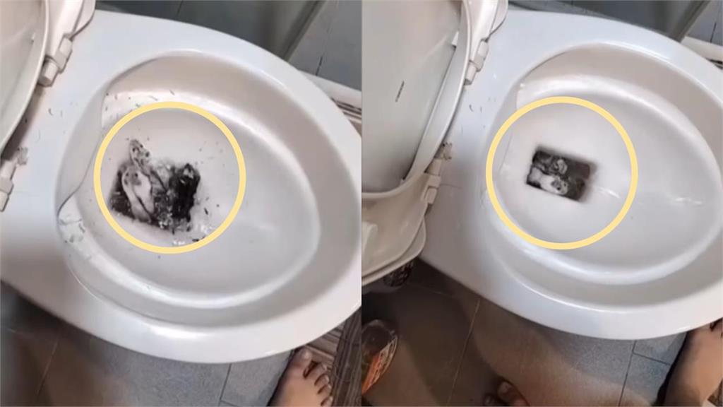 狠心女活丟10隻倉鼠「進馬桶全沖掉」！畫面流出網怒轟：會遭報應